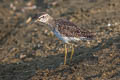 Wood Sandpiper Tringa glareola