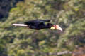 Wreathed Hornbill Rhyticeros undulatus