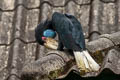 Wreathed Hornbill Rhyticeros undulatus