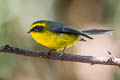 Yellow-bellied Fantail Chelidorhynx hypoxanthus (Yellow-bellied Fairy Fantail)