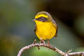 Yellow-bellied Fantail Chelidorhynx hypoxanthus (Yellow-bellied Fairy Fantail)