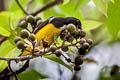 Yellow-bellied Flowerpecker Dicaeum melanozanthum