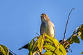 Yellow-bellied Flowerpecker Pachyglossa melanozantha