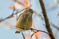 Yellow-bellied Flowerpecker Dicaeum melanozanthum