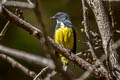 Yellow-bellied Flowerpecker Pachyglossa melanozantha