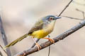 Yellow-bellied Prinia Prinia flaviventris delacouri