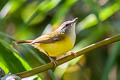 Yellow-bellied Warbler Abroscopus superciliaris superciliaris