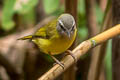 Yellow-bellied Warbler Abroscopus superciliaris superciliaris