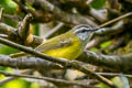 Yellow-bellied Warbler Abroscopus superciliaris superciliaris