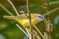 Yellow-bellied Warbler Abroscopus superciliaris superciliaris