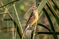 Yellow-breasted Bunting Emberiza aureola ornata