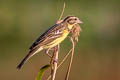 Yellow-breasted Bunting Emberiza aureola ornata