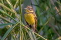 Yellow-breasted Bunting Emberiza aureola ornata