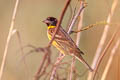 Yellow-breasted Bunting Emberiza aureola ornata