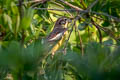 Yellow-breasted Bunting Emberiza aureola ornata