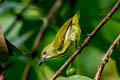 Yellow-breasted Flowerpecker Prionochilus maculatus septentrionalis