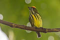 Yellow-breasted Flowerpecker Prionochilus maculatus septentrionalis