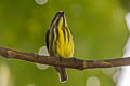 Yellow-breasted Flowerpecker Prionochilus maculatus septentrionalis