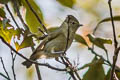 Yellow-browed Tit Sylviparus modestus modestus