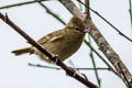 Yellow-browed Tit Sylviparus modestus modestus