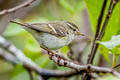 Yellow-browed Warbler Phylloscopus inornatus