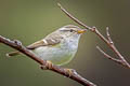 Yellow-browed Warbler Phylloscopus inornatus