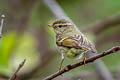 Yellow-browed Warbler Phylloscopus inornatus