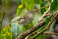 Yellow-browed Warbler Phylloscopus inornatus