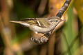 Yellow-browed Warbler Phylloscopus inornatus