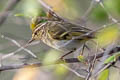 Yellow-browed Warbler Phylloscopus inornatus