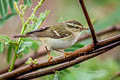 Yellow-browed Warbler Phylloscopus inornatus