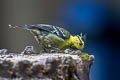 Yellow-cheeked Tit Machlophus spilonotus subviridis