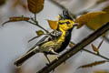 Yellow-cheeked Tit Machlophus spilonotus subviridis