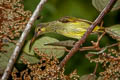 Yellow-eared Spiderhunter Arachnothera chrysogenys chrysogenys