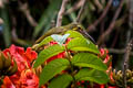 Yellow-eared Spiderhunter Arachnothera chrysogenys chrysogenys