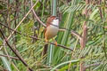 Yellow-eyed Babbler Chrysomma sinense sinense