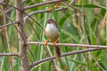Yellow-eyed Babbler Chrysomma sinense sinense