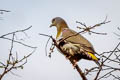 Yellow-footed Green Pigeon Treron phoenicopterus viridifrons