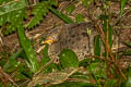 Yellow-legged Buttonquail Turnix tanki blanfordii 