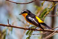 Yellow-rumped Flycatcher Ficedula zanthopygia