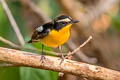 Yellow-rumped Flycatcher Ficedula zanthopygia