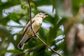 Yellow-rumped Flycatcher Ficedula zanthopygia