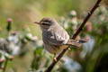 Yellow-streaked Warbler Phylloscopus armandii armandii