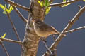 Yellow-streaked Warbler Phylloscopus armandii armandii