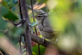 Yellow-streaked Warbler Phylloscopus armandii armandii