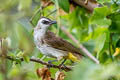 Yellow-vented Bulbul Pycnonotus goiavier jambu