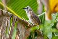 Yellow-vented Bulbul Pycnonotus goiavier jambu