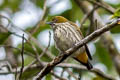 Yellow-vented Flowerpecker Dicaeum chrysorrheum chrysochlore