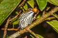 Yellow-vented Flowerpecker Pachyglossa chrysorrhea chrysorrhea