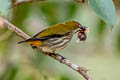 Yellow-vented Flowerpecker Dicaeum chrysorrheum chrysochlore